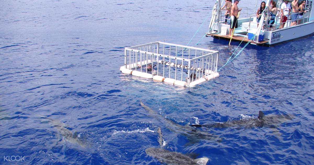 North Shore Shark Cage Diving Adventure di Oahu, Hawaii
